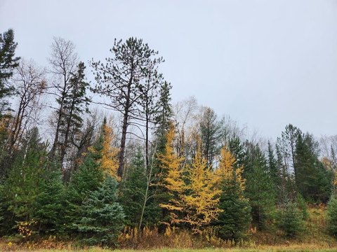 Recreational Land Near Ogema, WI