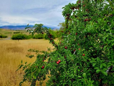 Idaho Land with Development Potential