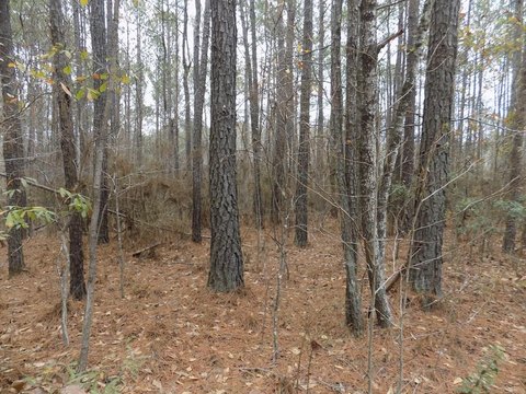 LAND - Hamilton, GA