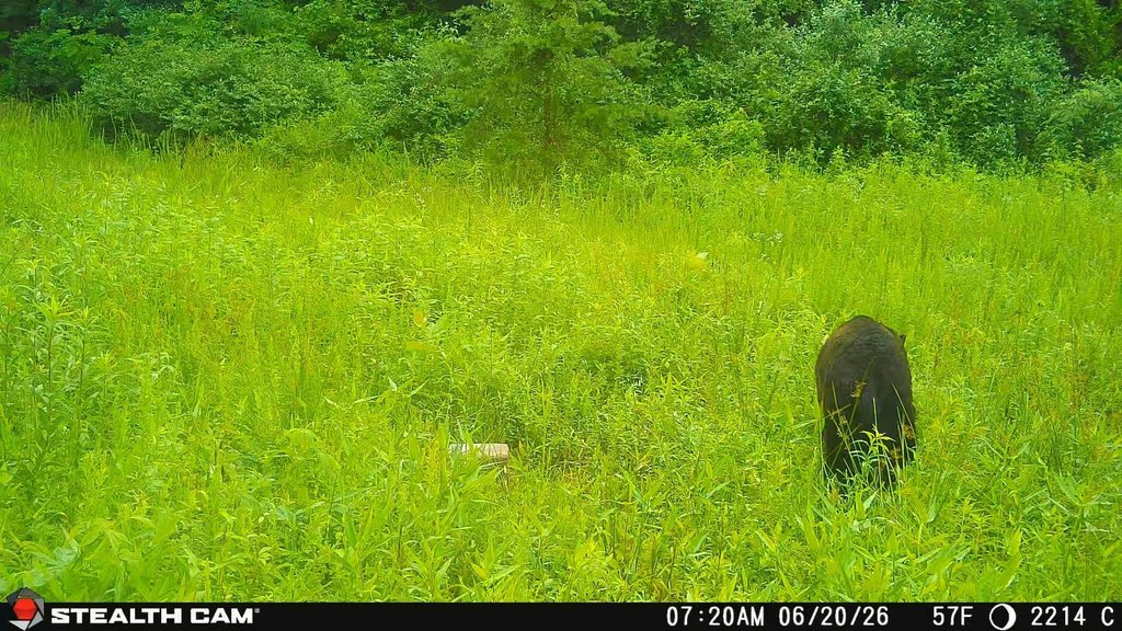 Picture 12