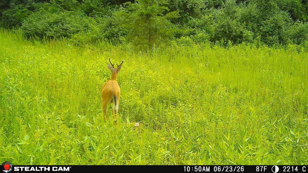 Picture 38
