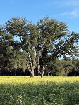 Untouched Land Near Suwannee River