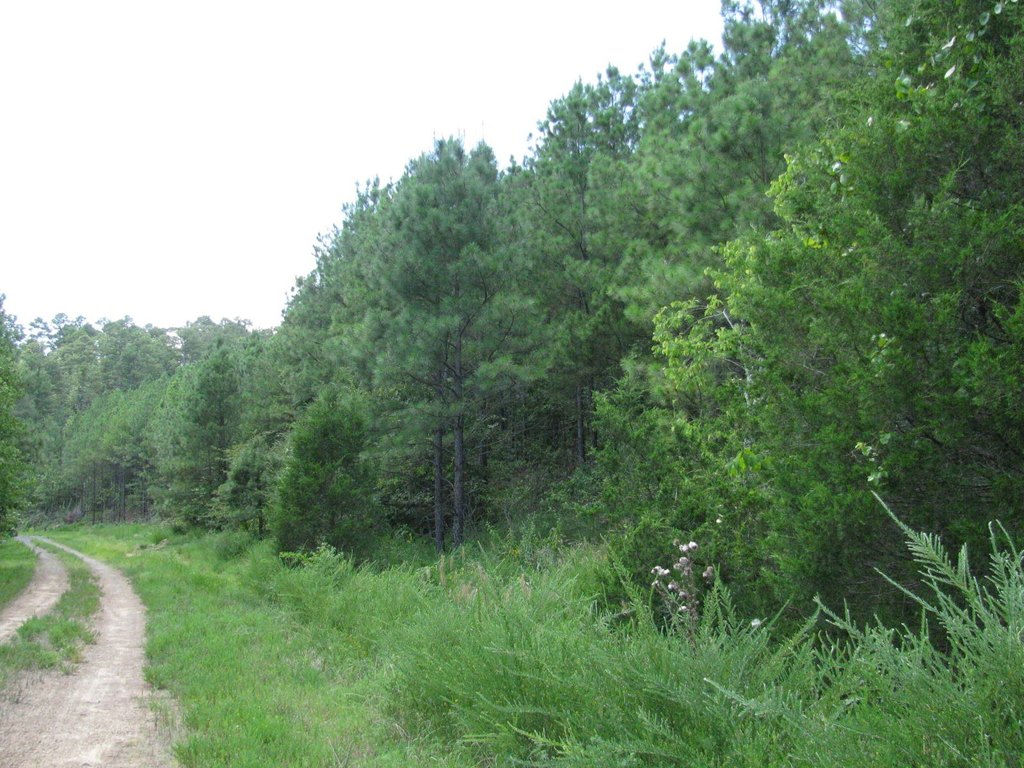 Picture 3
