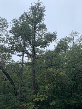 Land, Holly Lake Ranch, TX