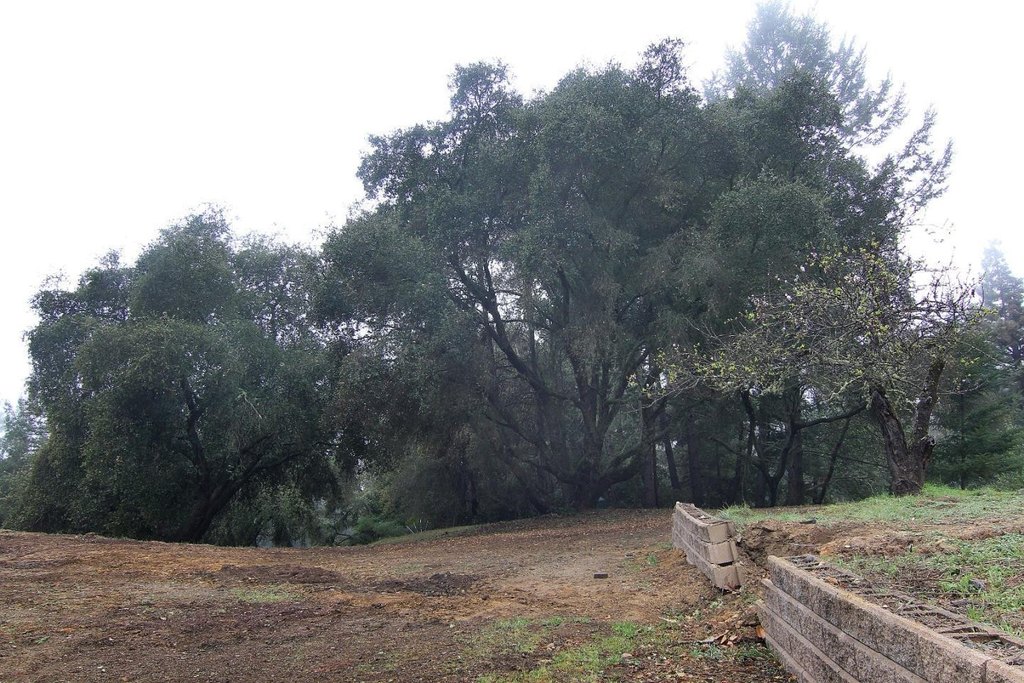 Picture 8
