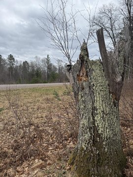 Lac du Flambeau Land Parcel