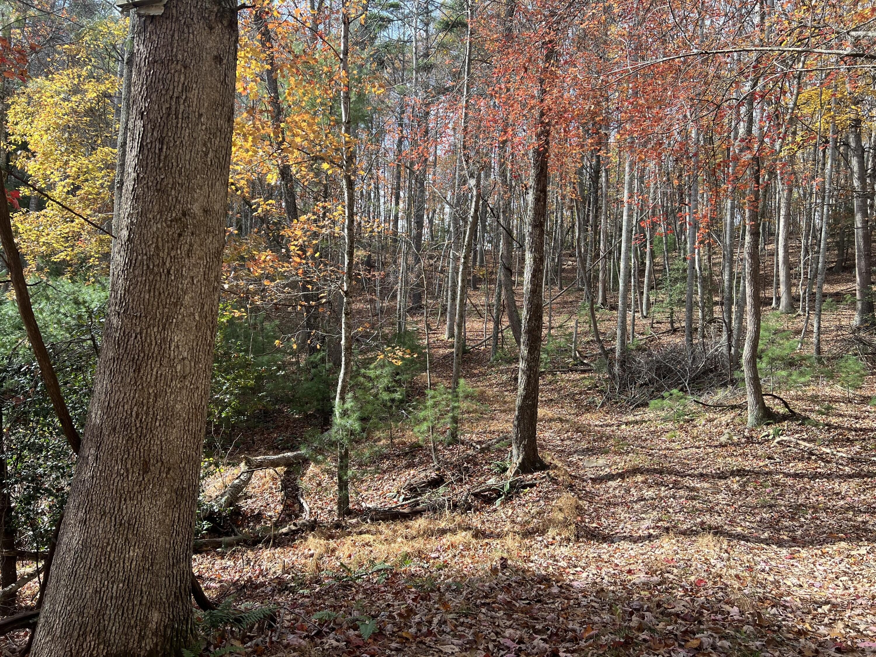 Union, WV Land For Sale
