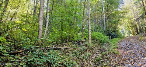 Lots & Acreage, Sevierville, TN