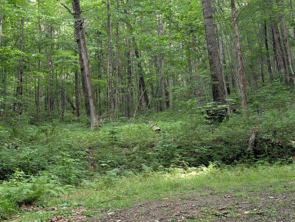 Picture 5