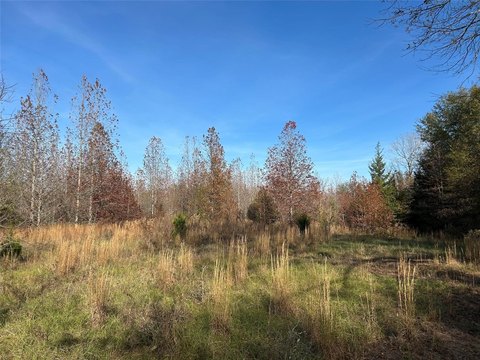 Wooded Hunting and Recreation Tract