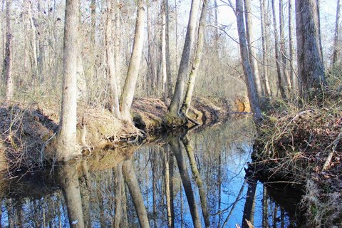 Wooded Acreage Near Greers Ferry