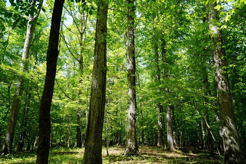 Picture 21
