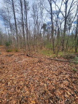 Crossville Land with Road Access