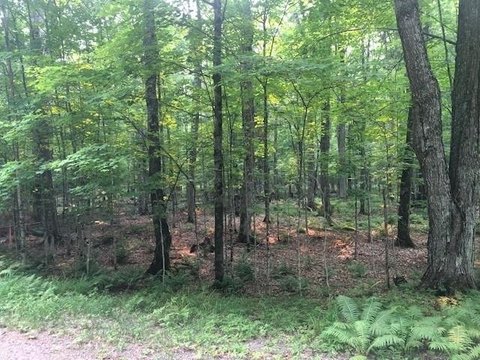 Wooded Waterfront Hunting Land