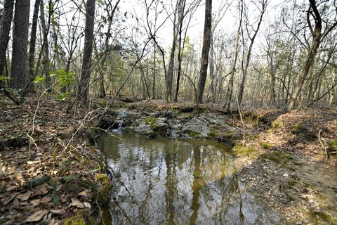 Wooded Hunting Land