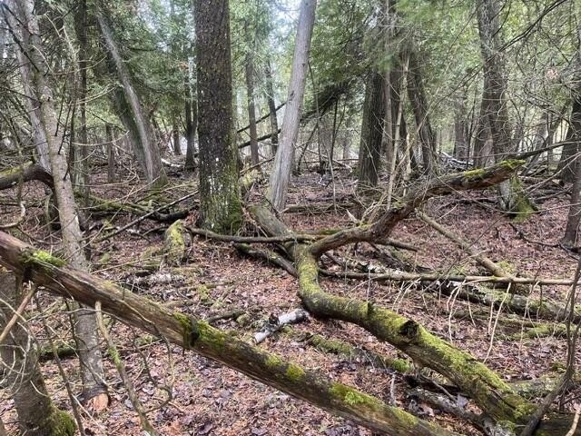 Waterfront Land on Bois Blanc