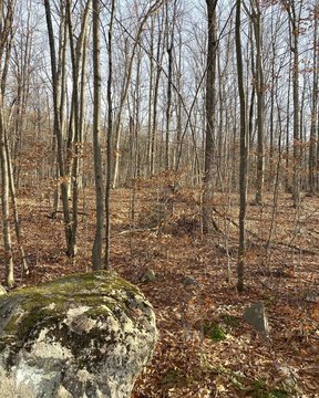 Residential Building Lot with Septic Permit