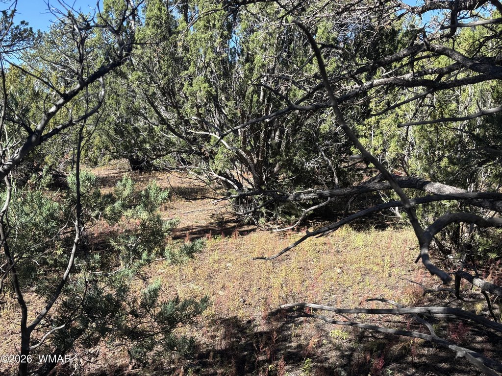 Picture 25