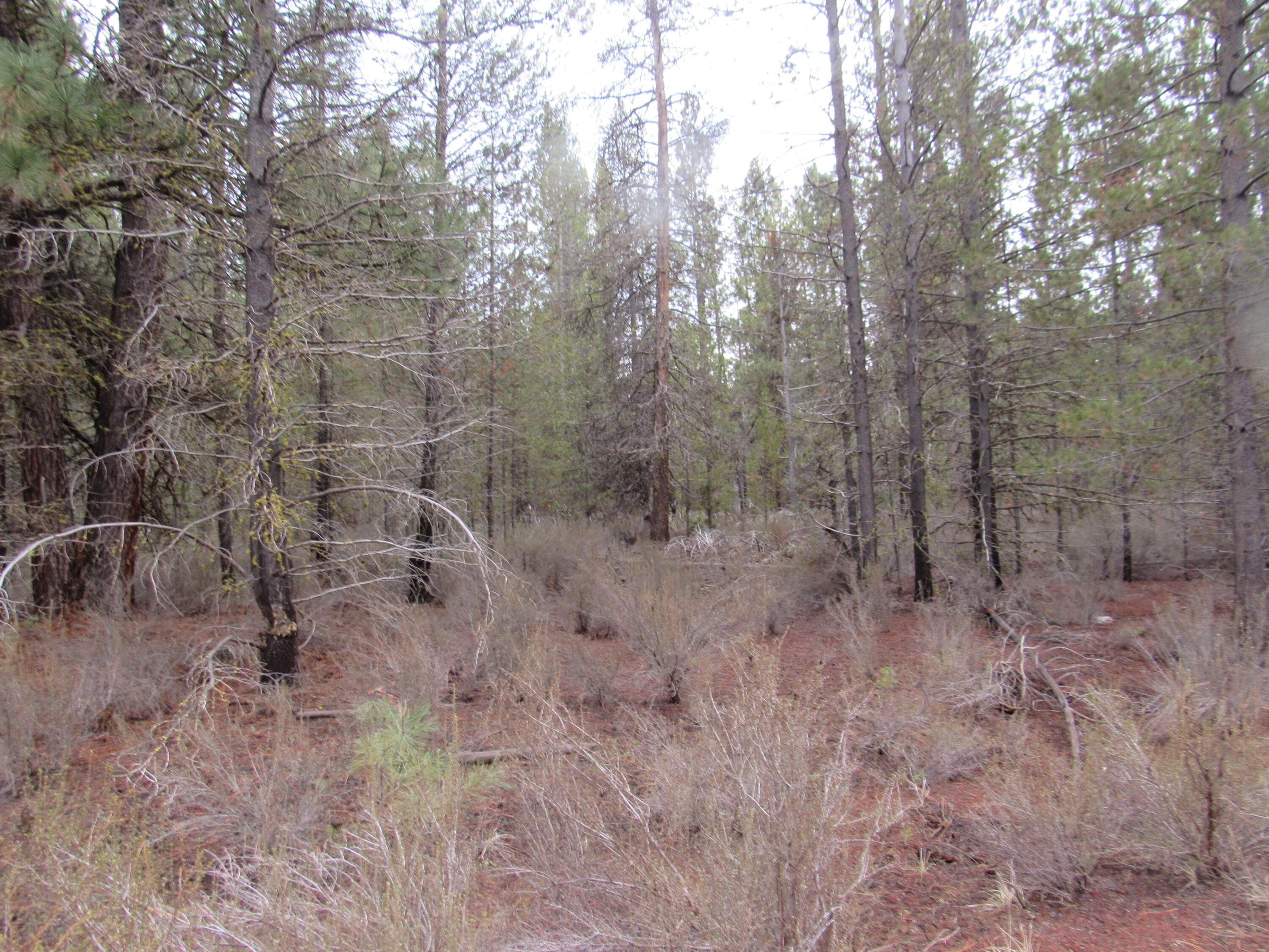 Forested Acreage Near Chiloquin