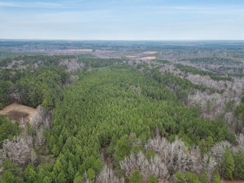 33-Acre Timberland Holding in Warrenton