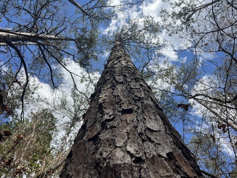 Timber and Recreation Land Tracts