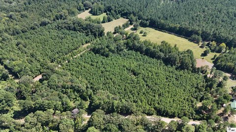 Pine Timber Land with Road Access
