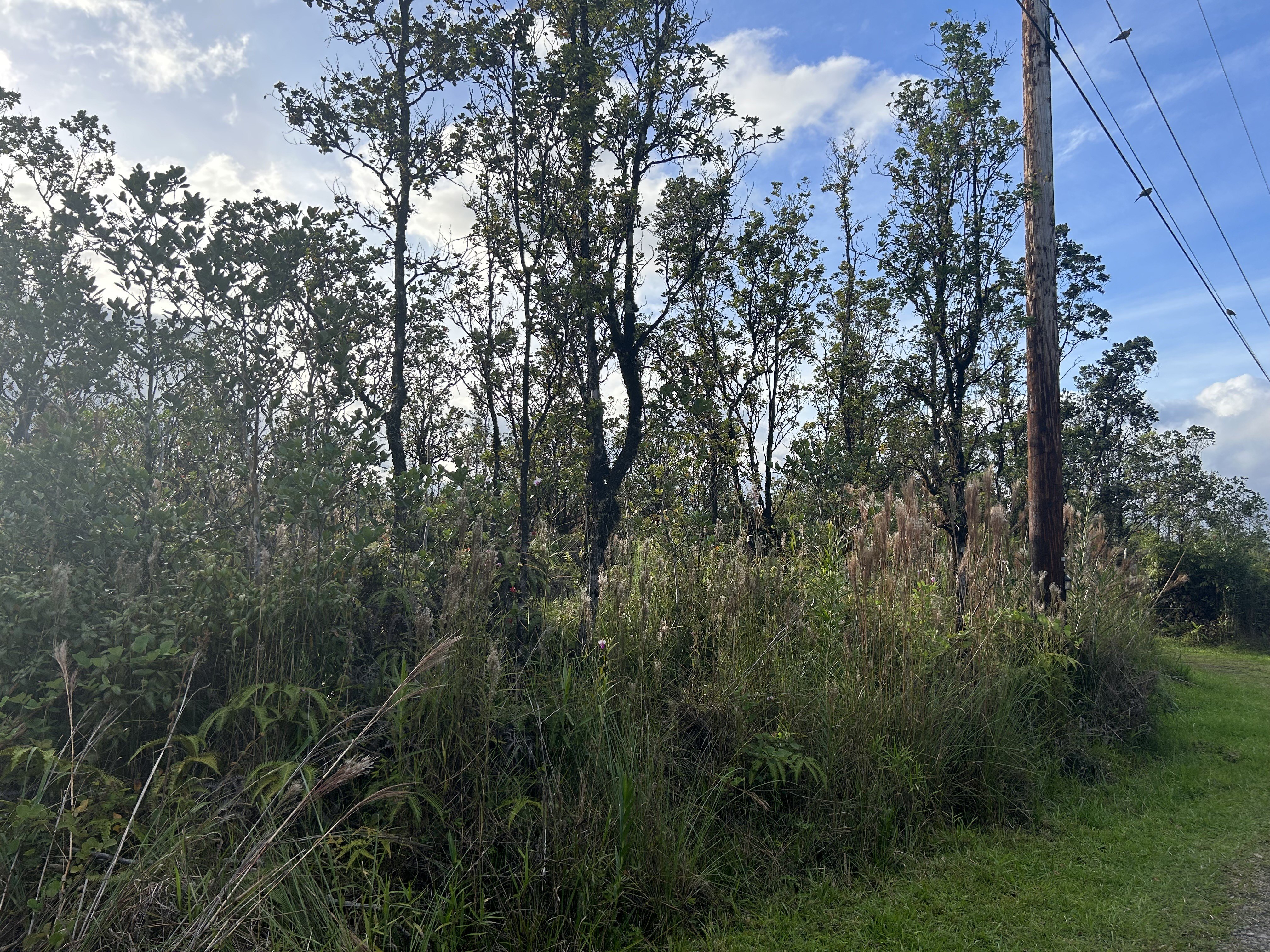 Unspoiled Hawaiian Forest Land