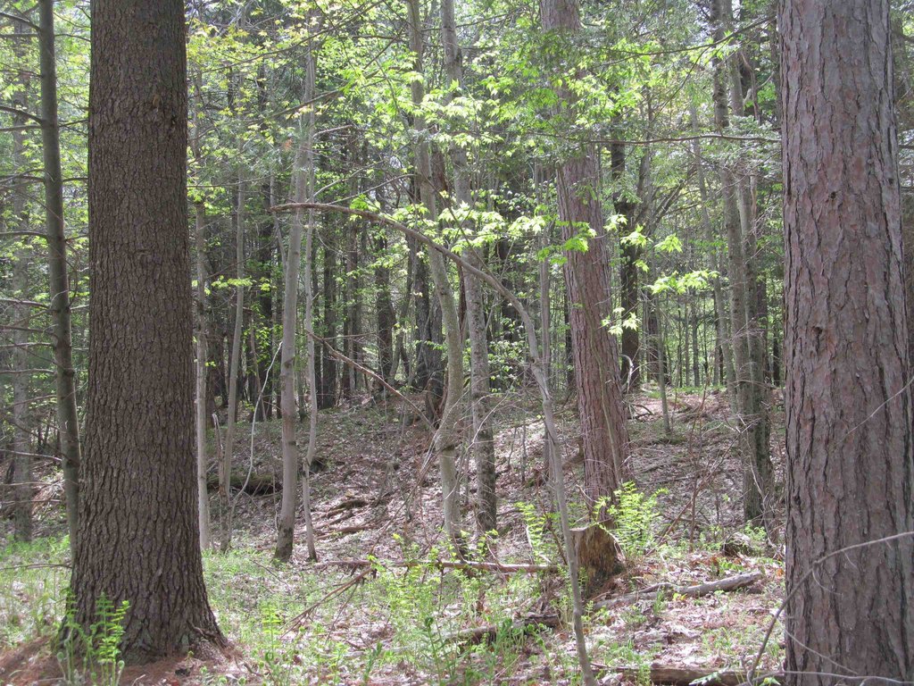 Picture 8