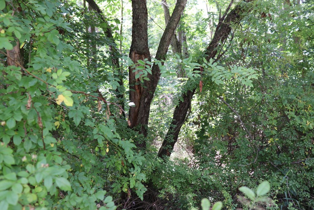Picture 4