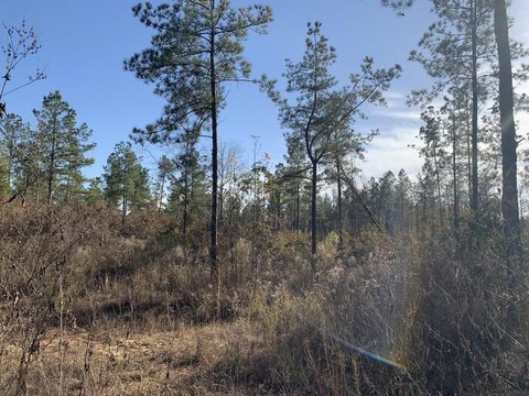 Deer Hunting Land with Road Frontage