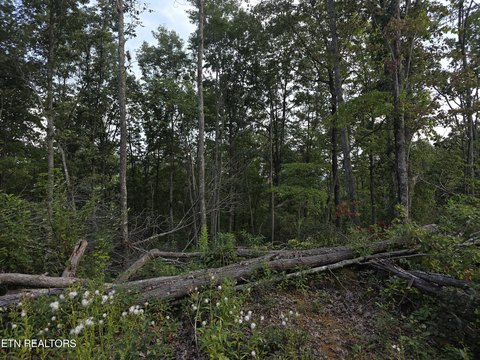 Lots & Acreage, Sunbright, TN