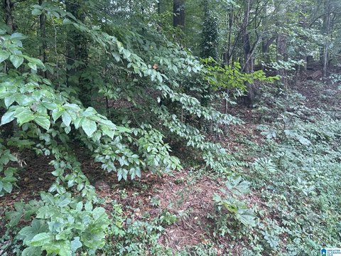 LAND/LOTS, TUSCALOOSA, AL