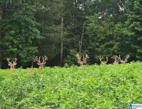 LAND/LOTS, HAYDEN, AL