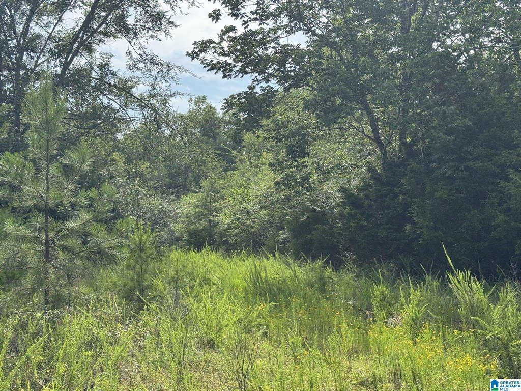 Picture 21