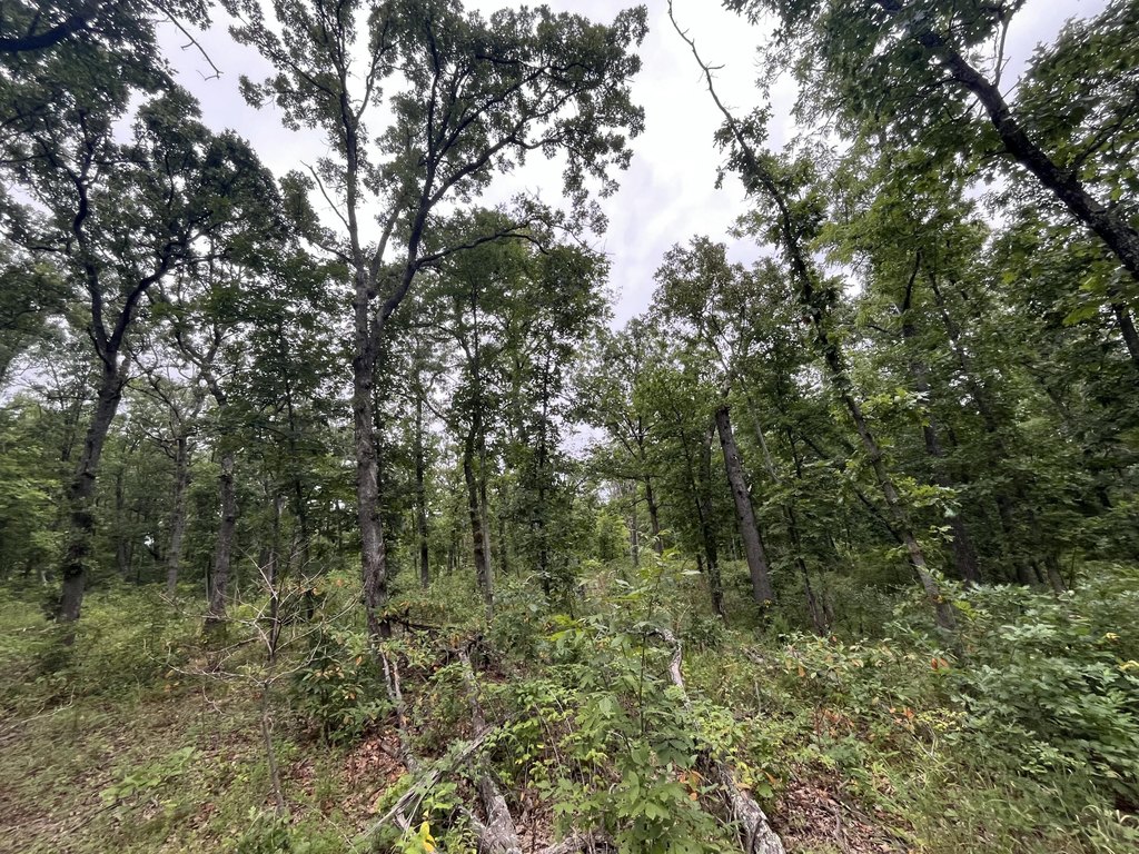Picture 21