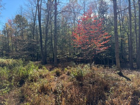 Wooded Hunting Land with Internal Roads