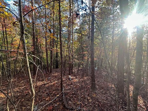 Land in White Oak Forest