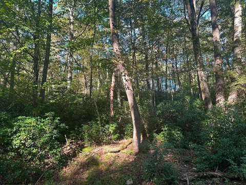 Lots/Land, Terra Alta, WV