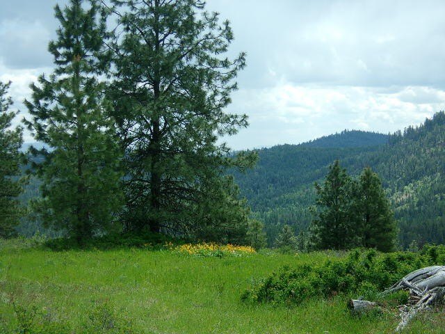 VALLEY, WA Timbered Acreage