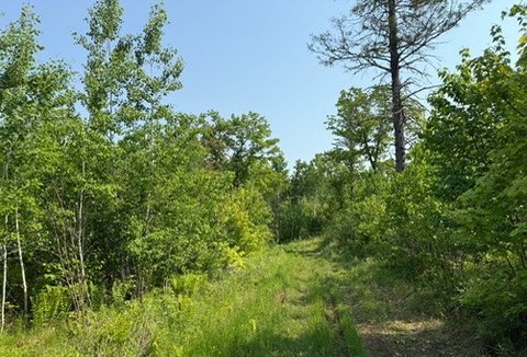 Dairyland Hunting Land For Sale