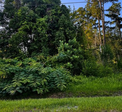 LAND - Wewahitchka, FL