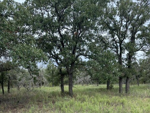 Picture 17
