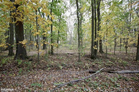 VACANT LAND, Riley, MI