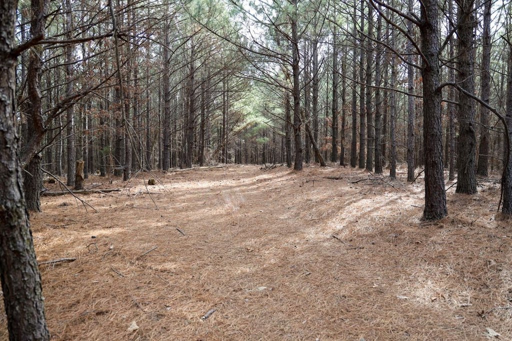 Picture 37
