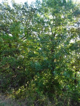 Waterfront Homesite Lot