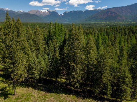 Forested Land in Aspen Glen