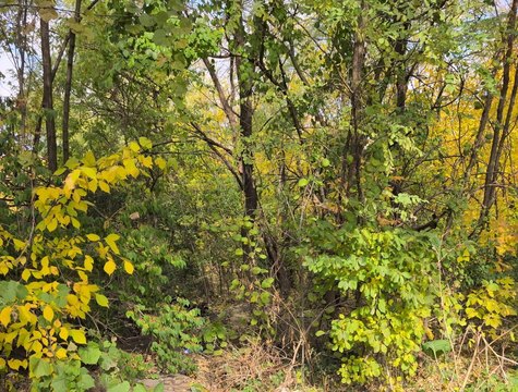 Serene Half-Acre Lot in Joliet