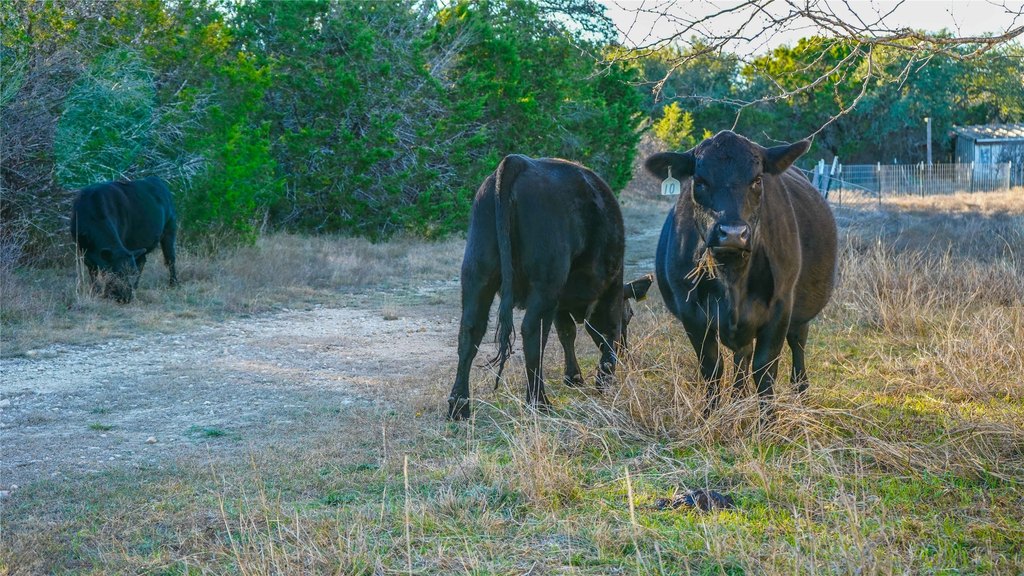 Picture 39