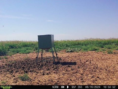 Hunting Land in McAdoo, Texas