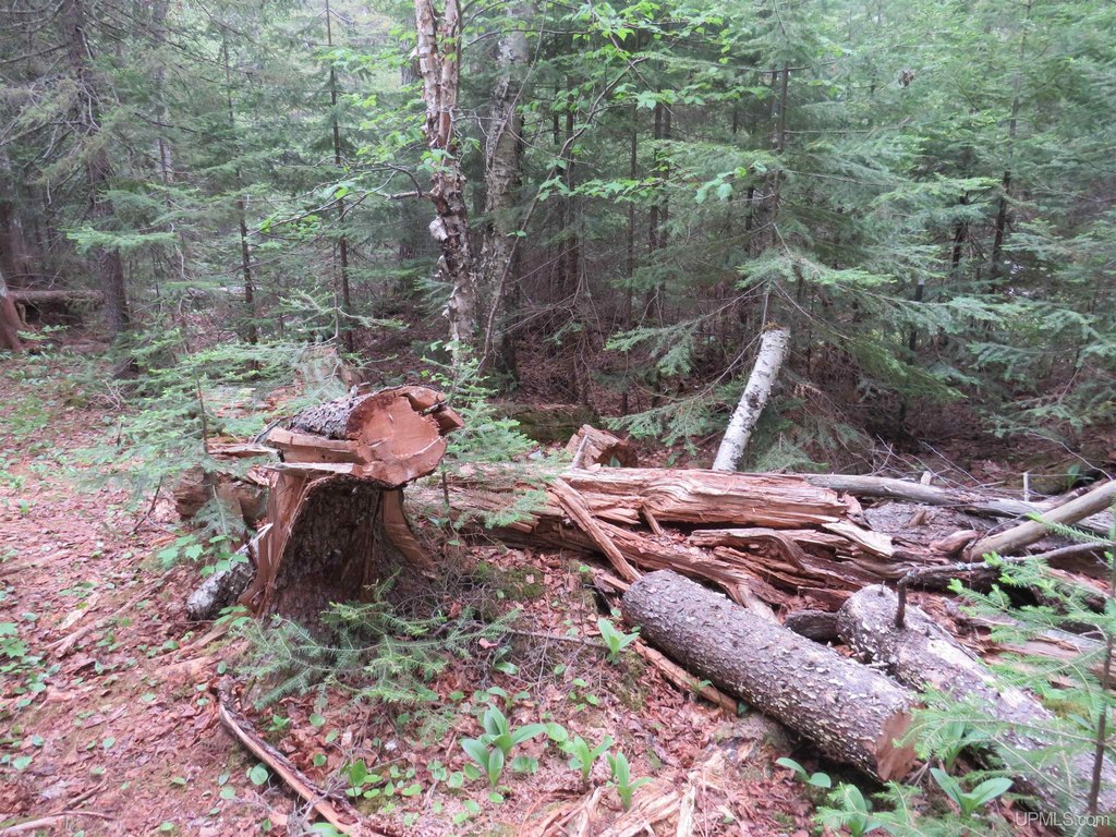 Picture 14